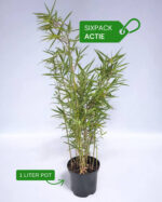 Bambou Robusta Campbell 1L Lot de 6