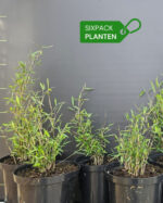 Bambou Robusta Campbell 1L Lot de 6 3