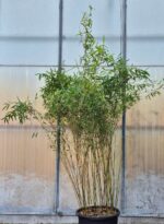 Bambou Rouge Jiuzhaigou 1 - 25L - 150+ cm