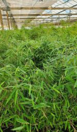 Bambou Rouge Jiuzhaigou 1 - 25L - 150+ cm 2