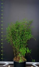 Bambou Rouge Jiuzhaigou 1 - 25L - 175+ cm