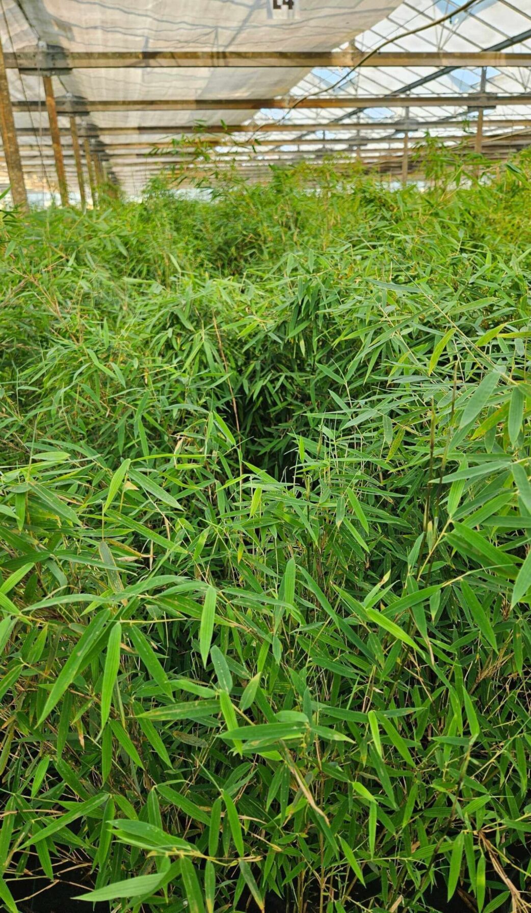 Bambou Rouge Jiuzhaigou 1 - 25L - 175+ cm 2