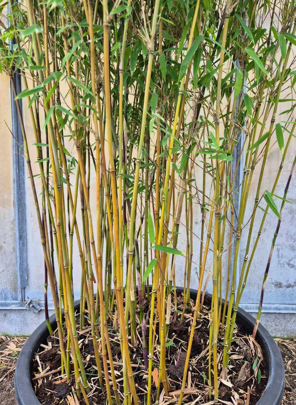 Bambou Rouge Jiuzhaigou 1 – 35L – 200+ cm