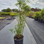 Bambou Rufa 5,5L - 75+ cm