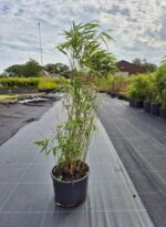 Bambou Rufa 5,5L - 75+ cm