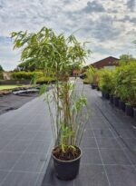 Bambou Rufa 5,5L - 75+ cm 3