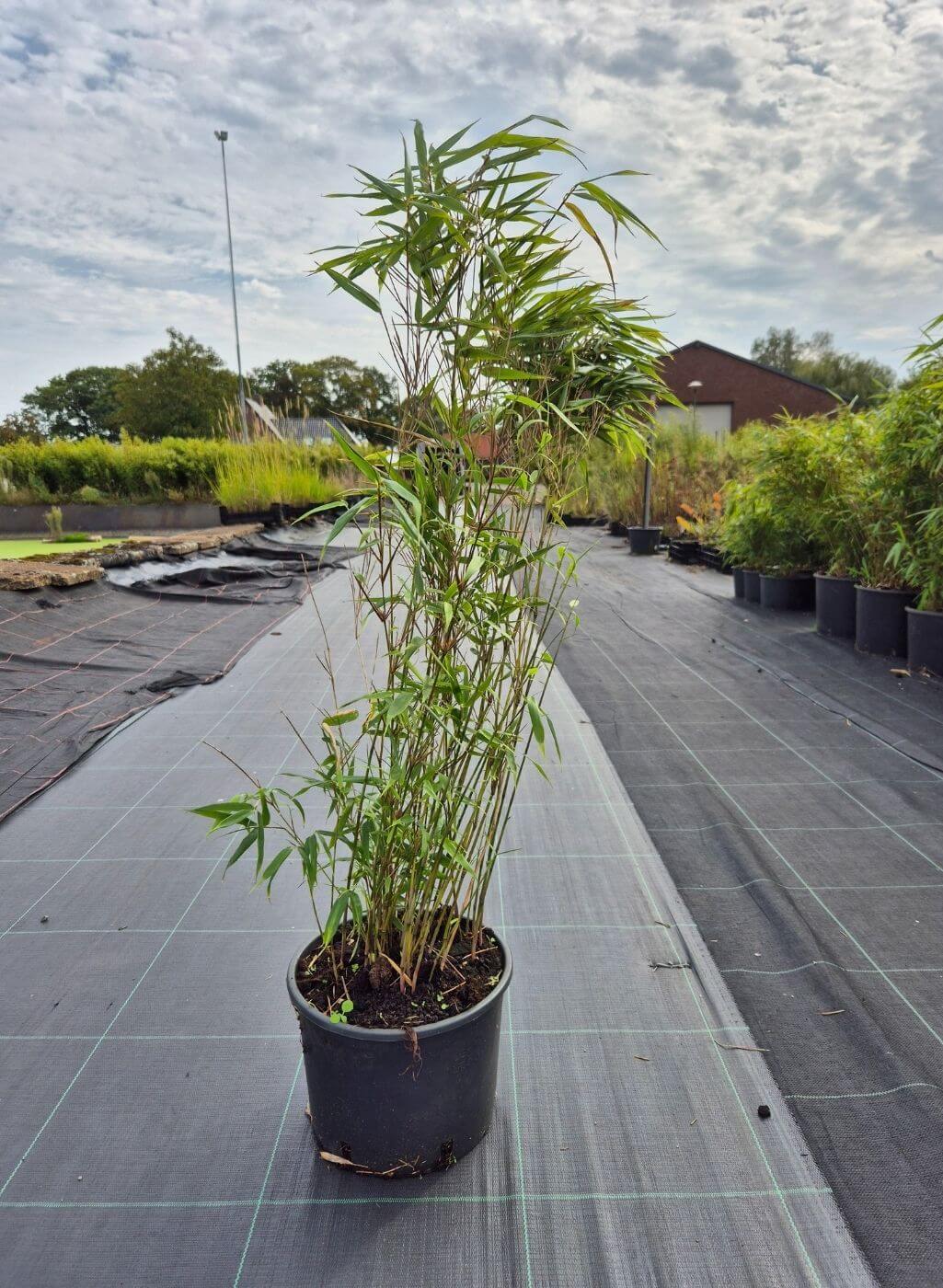 Bambou Rufa 5,5L – 75+ cm