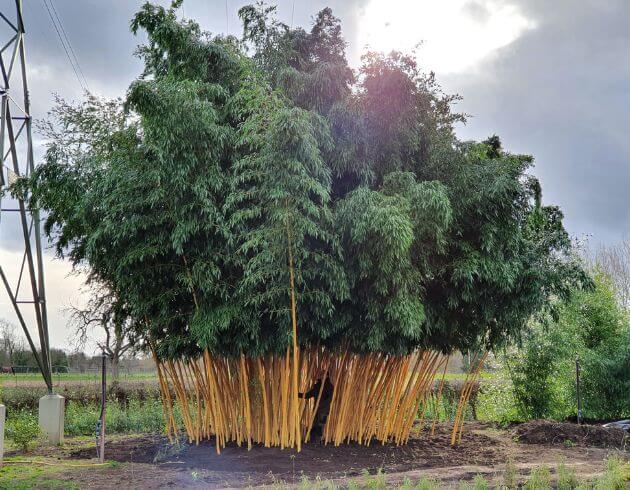 Bambous traçants plantes