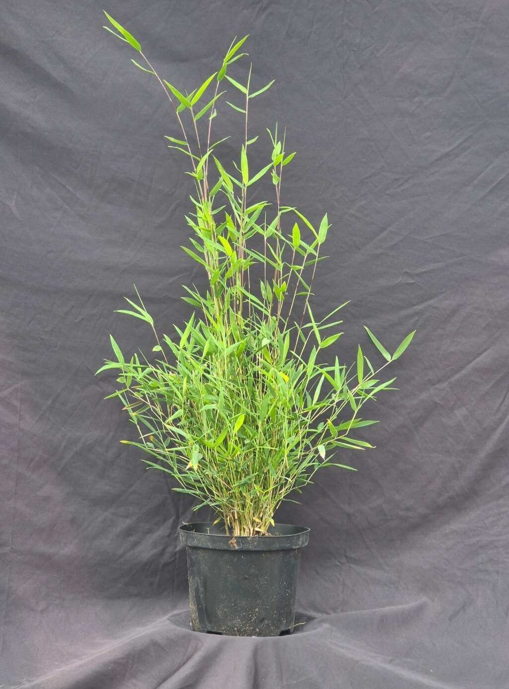 Fargesia Nitida Black Pearl bambou en pot 2.5L, hauteur 50 cm, feuillage dense et tiges noires