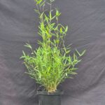 Nitida Black Pearl Bambou 2.5L - 50+ cm