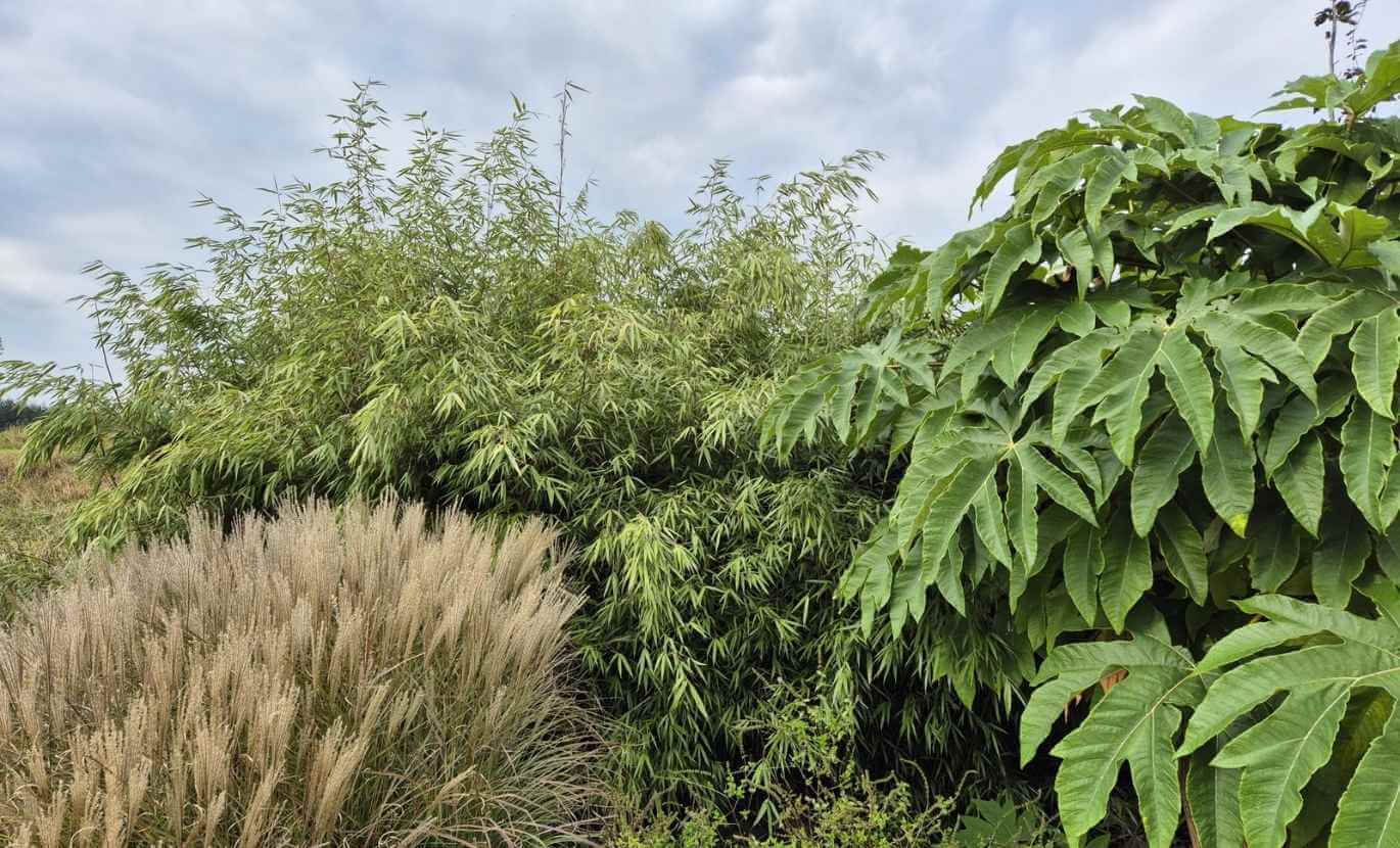 Bambou Scabrida non traçant