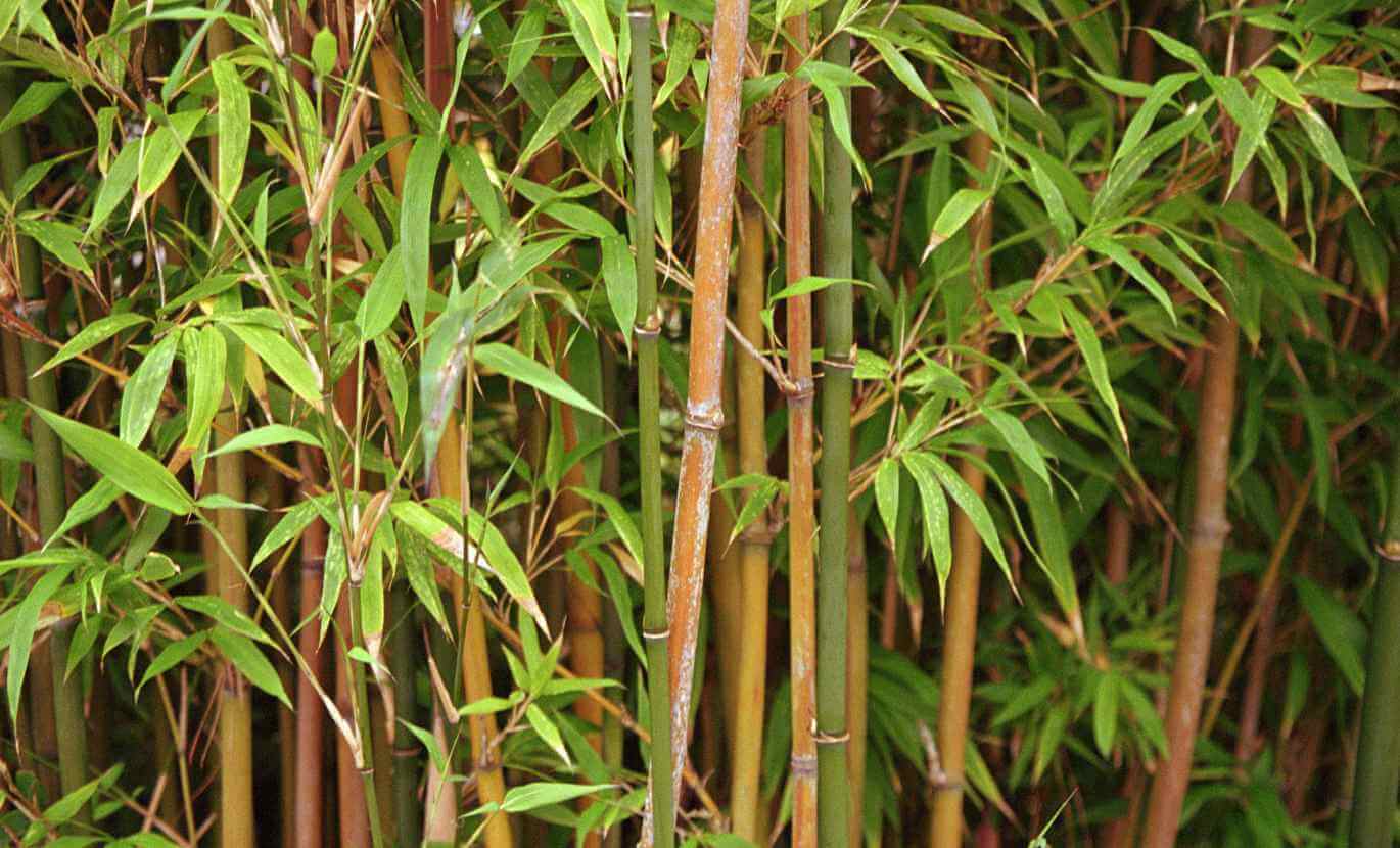 Aide pour choisir vos bambous