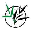 boutique-ligne-plantes-bambou