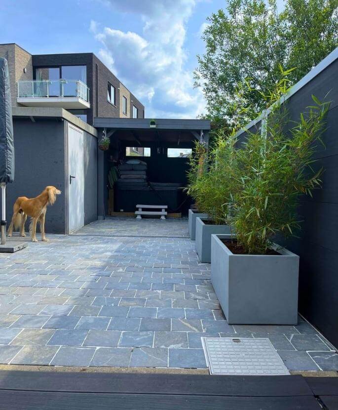 Conseils d'entretien pour des plants de bambou en bonne santé