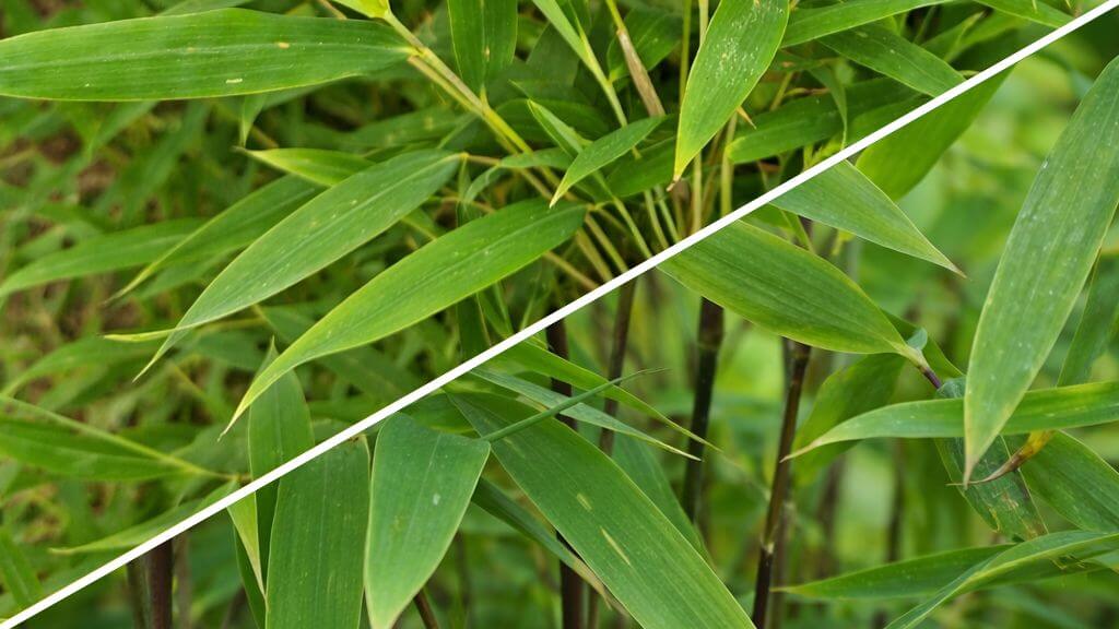 Hybrides Fargesia Nitida × Murieliae