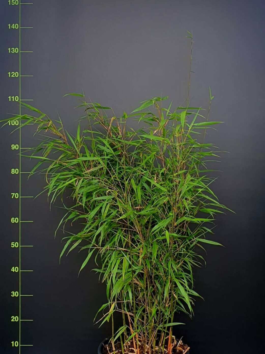 Fargesia Asian Wonder bambou 15L 100cm, plante en pot, feuillage dense et élégant