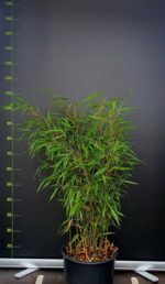 Fargesia Asian Wonder bambou 15L 100cm, plante en pot, feuillage dense et élégant