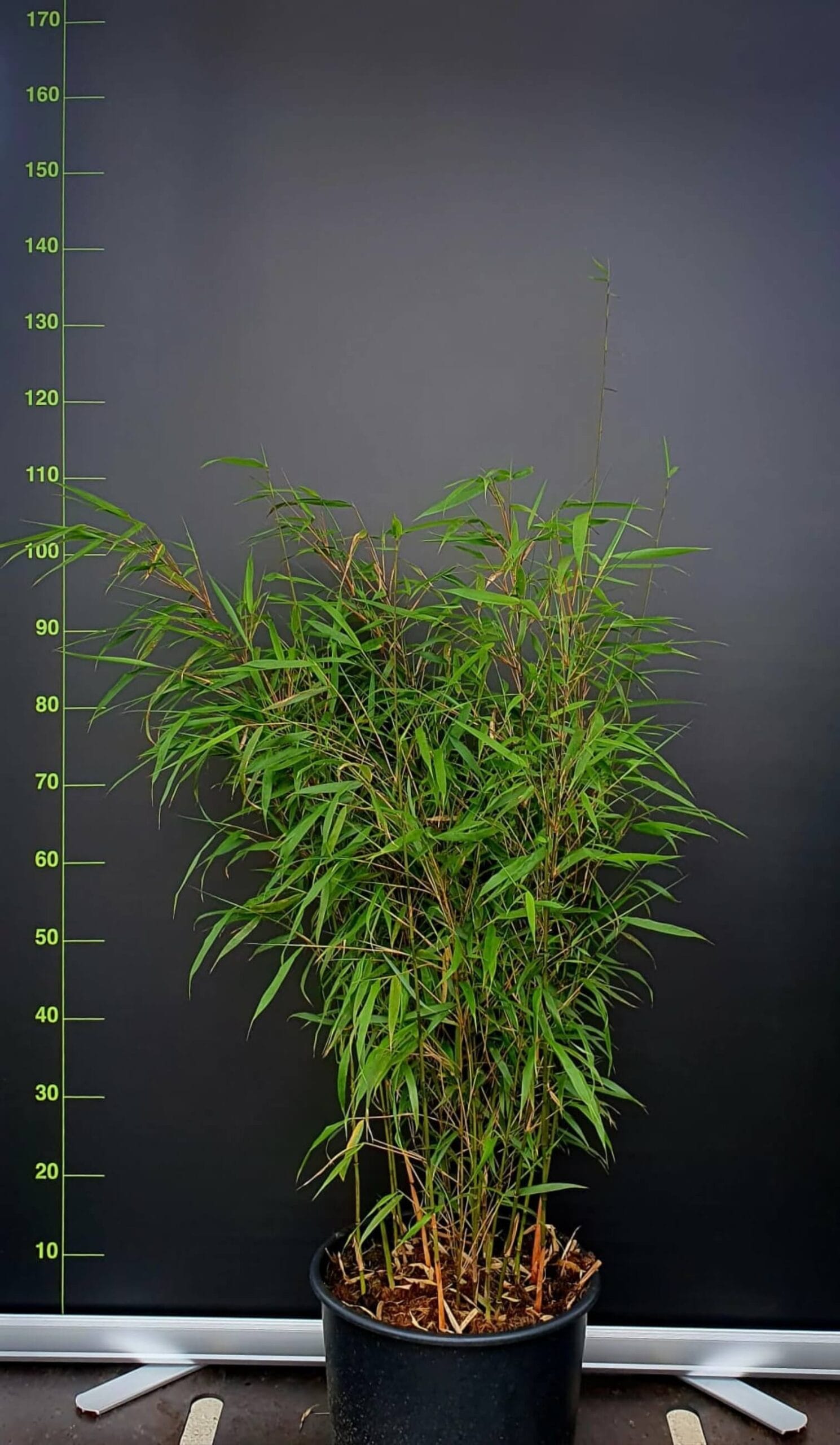 Fargesia Asian Wonder Bambou 15L – 100+ cm