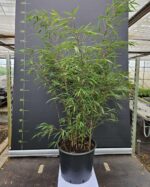 Fargesia Asian Wonder bambou 15L 125 cm en pot, haie de bambou non-traçant