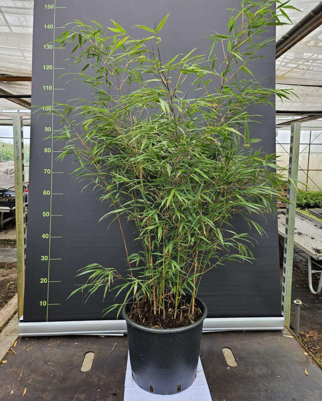 Fargesia Asian Wonder Bambou 15L – 125+ cm