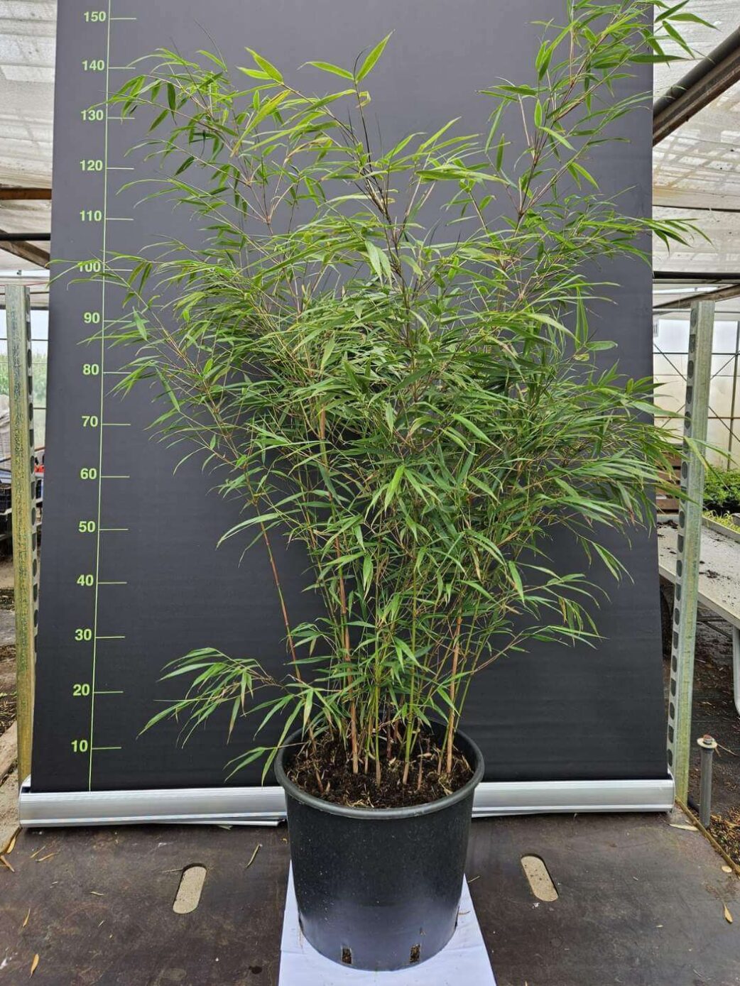 Fargesia Asian Wonder Bambou 15L en pot, hauteur 150 cm, bambou non traçant idéal pour haie