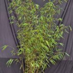 Fargesia Asian Wonder Bambou 15L - 175+ cm