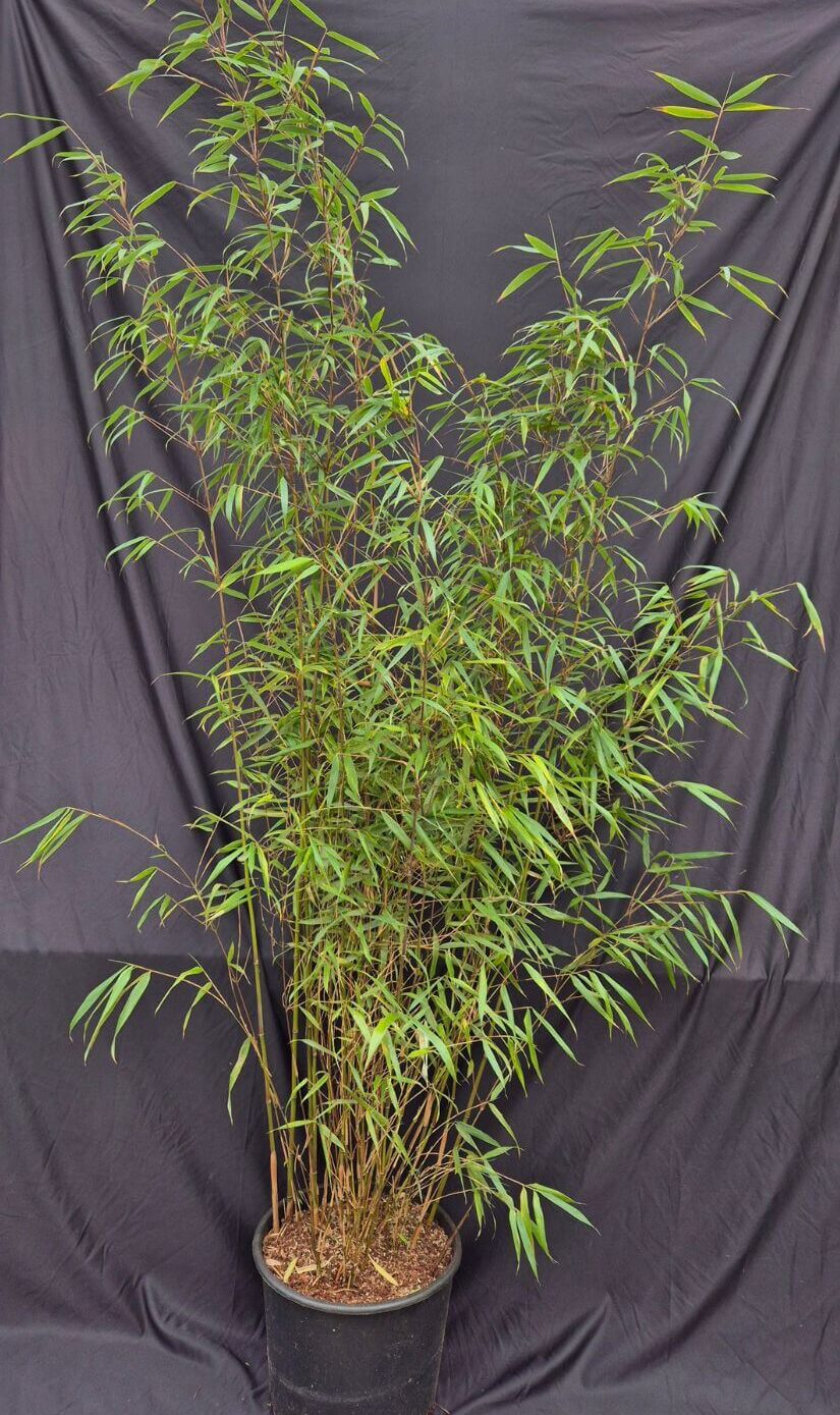 Fargesia Asian Wonder bambou 15L, plant non envahissant en pot de 175 cm ou plus de hauteur
