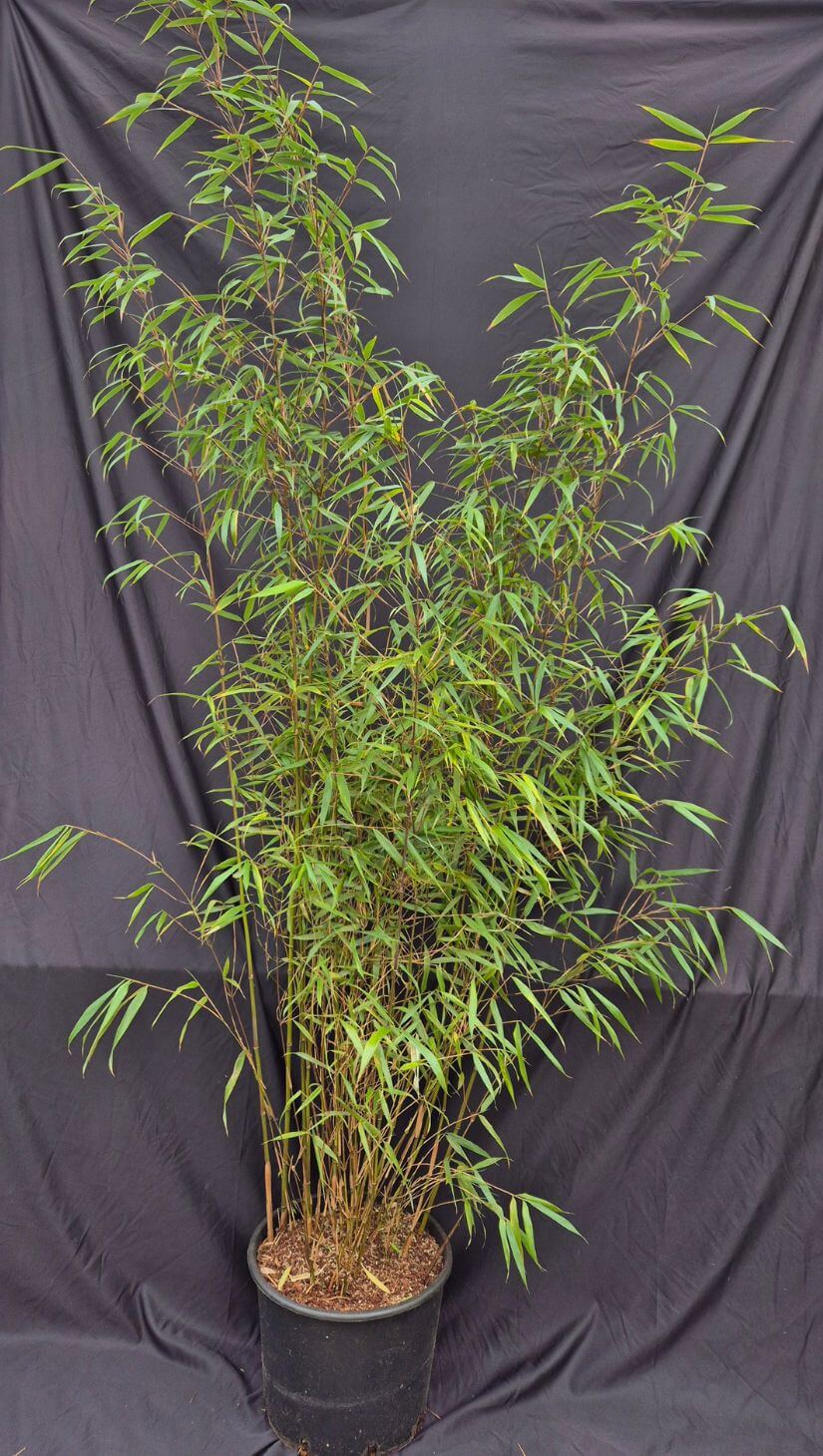 Fargesia Asian Wonder Bambou 15L – 175+ cm
