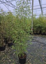 Fargesia Aurora 5L 100 cm – bambou non traçant en pot, idéal pour haie et jardin belge