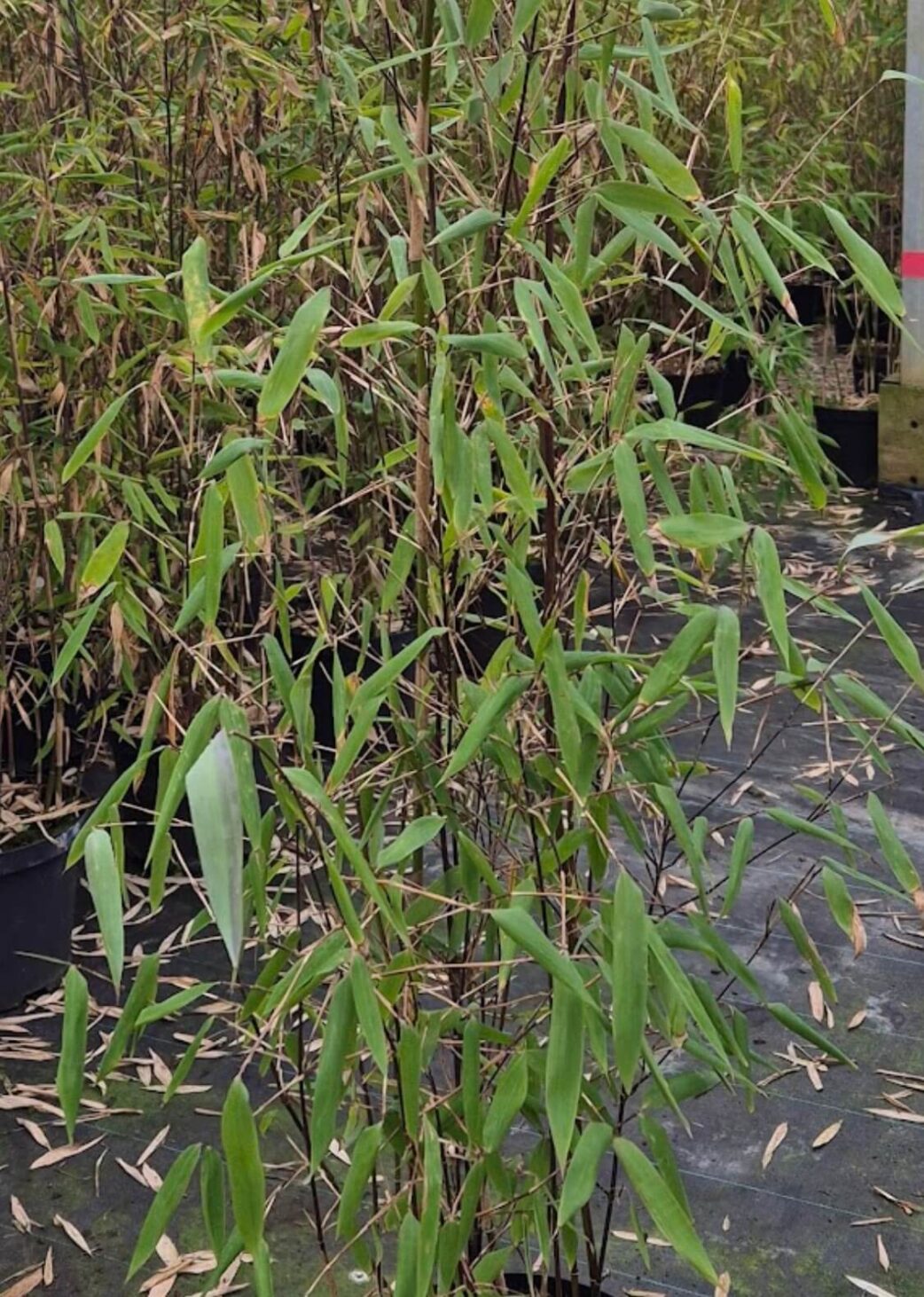 Fargesia Aurora bambou – détail de la feuille et de la tige de la plante