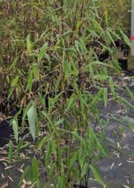 Fargesia Aurora bambou – détail de la feuille et de la tige de la plante