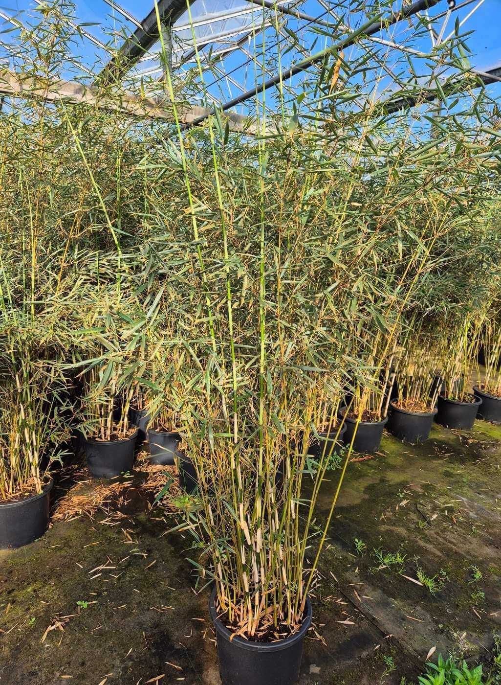 Fargesia Bambou Robusta Campbell – 25L – 150+ cm