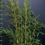 Fargesia Bambou Robusta Campbell - 25L - 200+ cm
