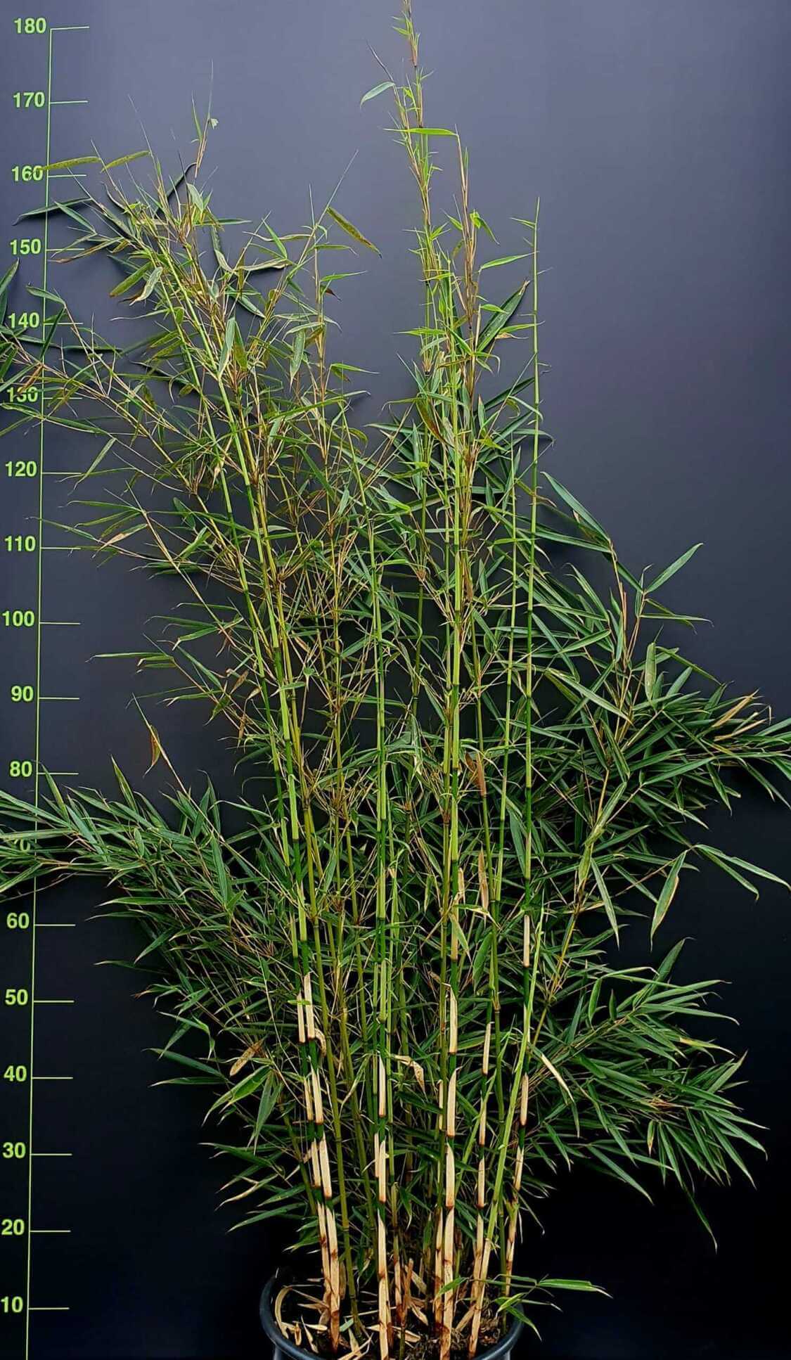 Fargesia Bambou Robusta Campbell – 25L – 250-300 cm