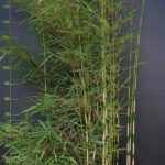 Fargesia Bambou Robusta Campbell - 60L - 200+ cm
