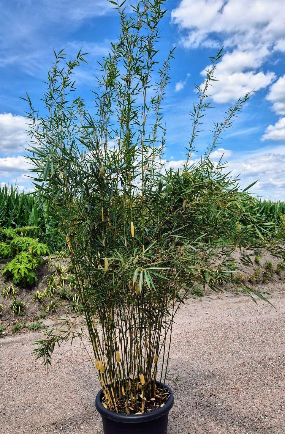 Fargesia Bambou Robusta Campbell – 60L – 225+ cm