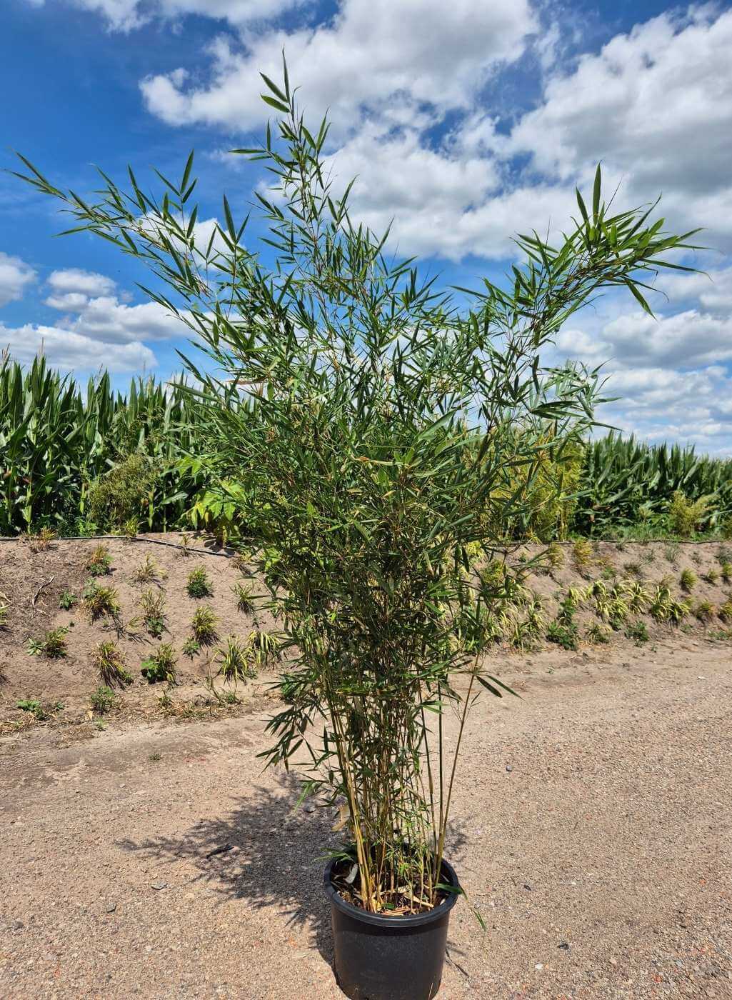 Fargesia Bambou Robusta Campbell – 60L – 225+ cm