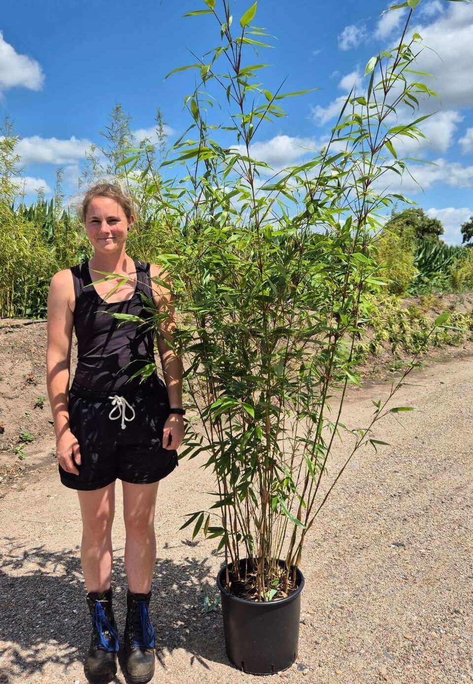 Fargesia Bambou Robusta Wolong non-envahissant en pot de 25L, hauteur 200 cm