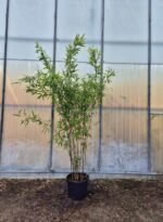 Fargesia Black Pearl 10L bambou non envahissant en pot de 10 litres, hauteur 175 cm.