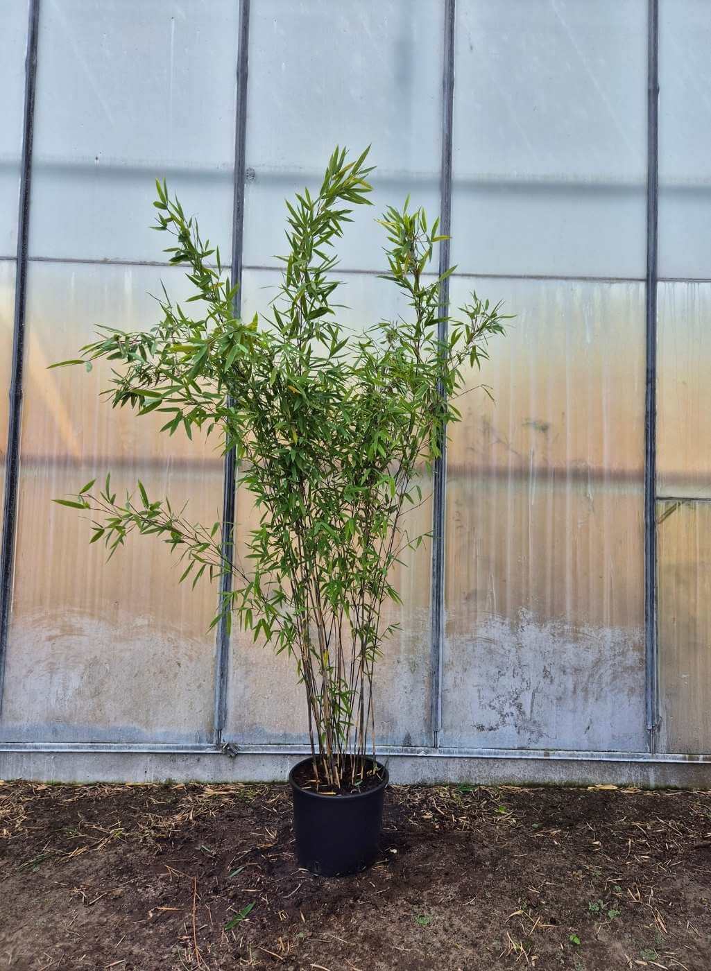 Fargesia Black Pearl 10L – 175+cm