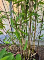 Tiges noires et feuillage dense du bambou Fargesia Black Pearl 2,5L en gros plan