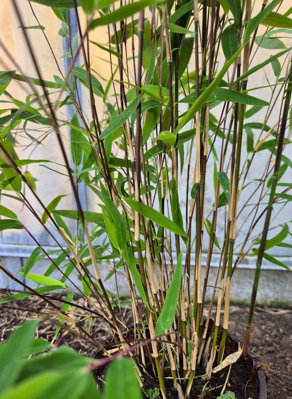 Nitida Black Pearl Bambou 2,5L – 100+ cm