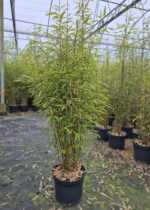 Fargesia Demissa Gerry 5L 100 cm, bambou non traçant en pot, feuillage dense et vert