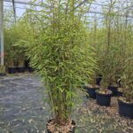 Fargesia Demissa 'Gerry' 5L - 125+ cm