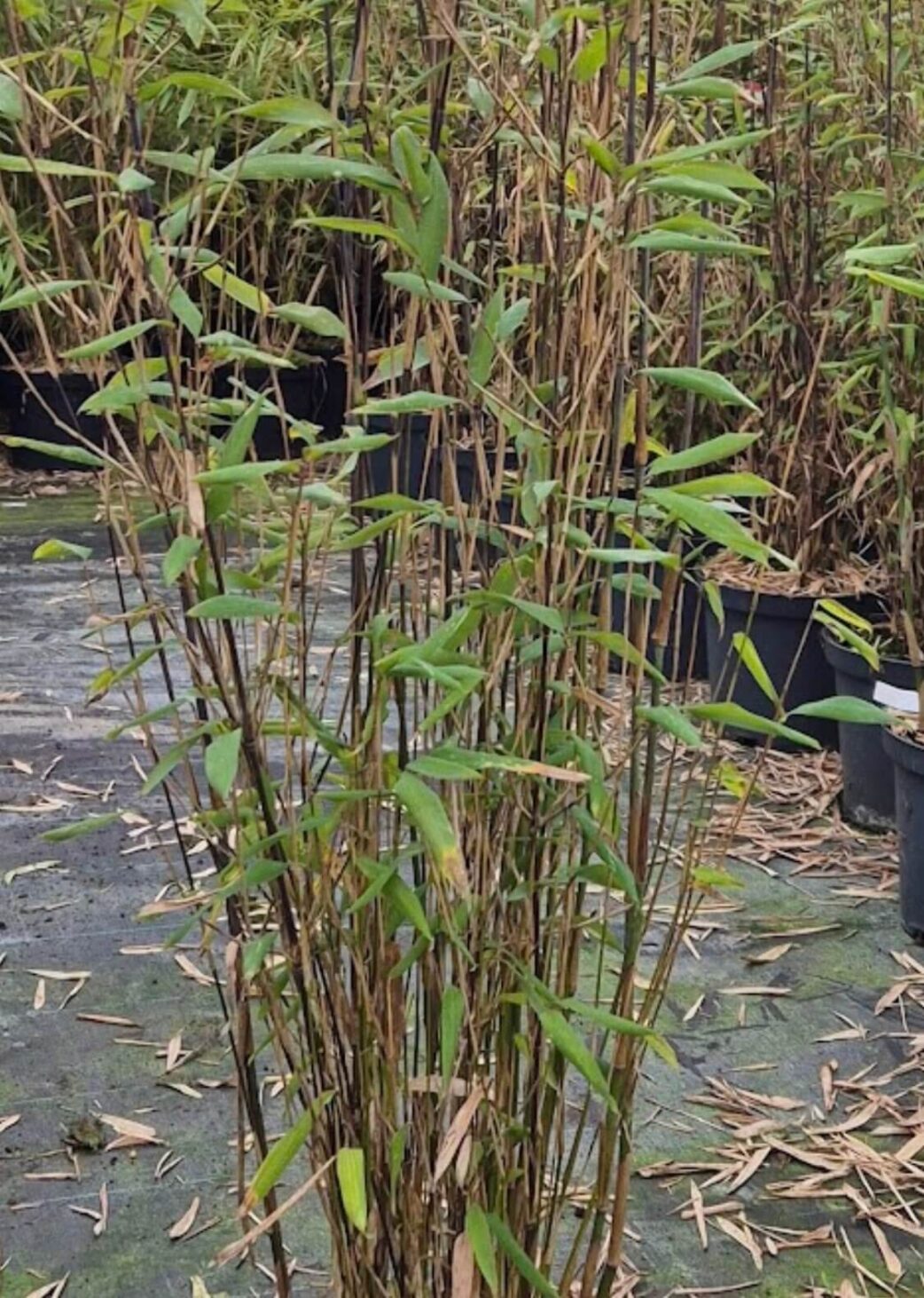 Tiges et chaumes du bambou Fargesia Demissa Gerry, détail du feuillage et de la structure de la plante.
