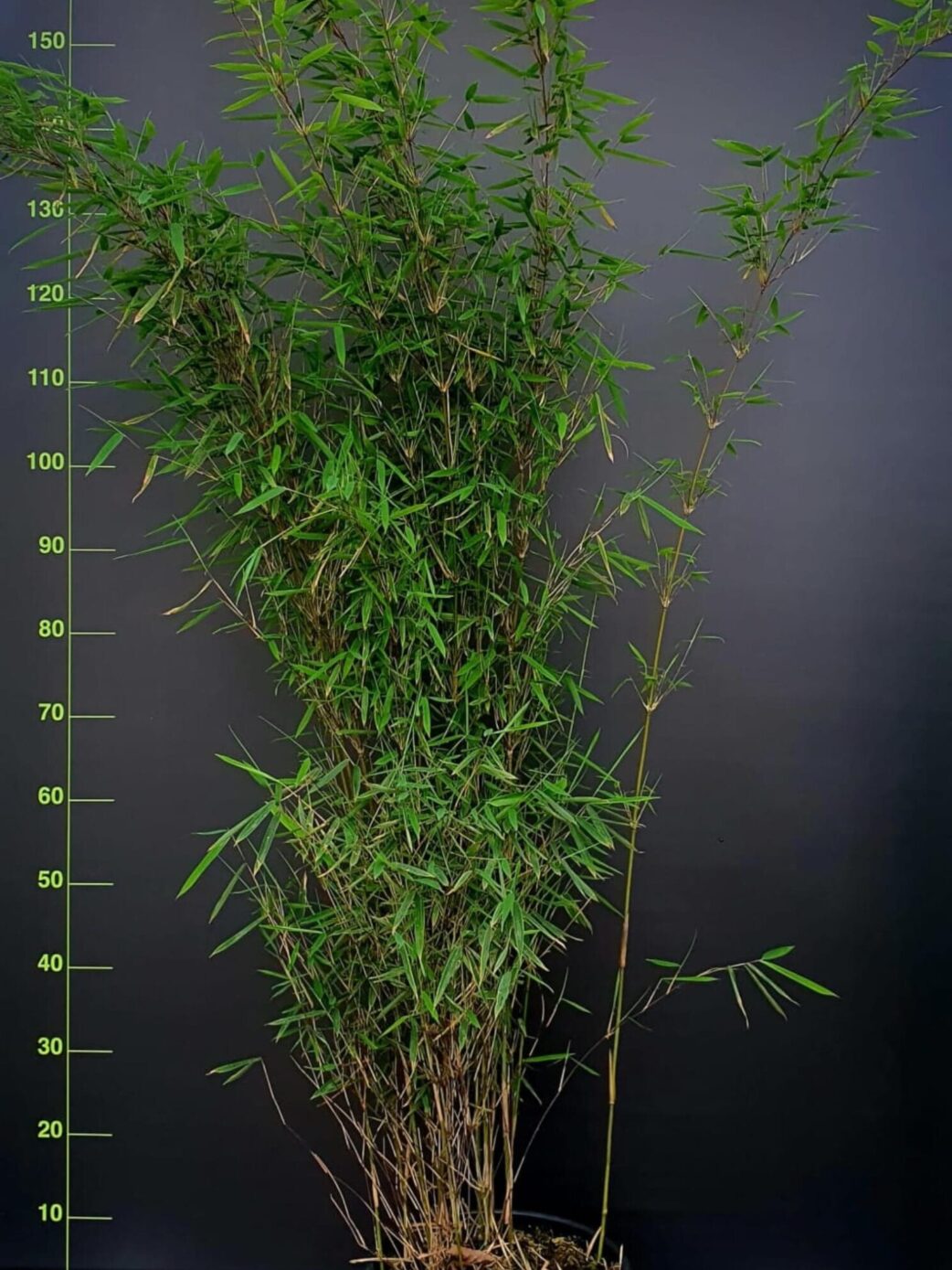 Fargesia jiuzhaigou 1 – 10L – 125+ cm