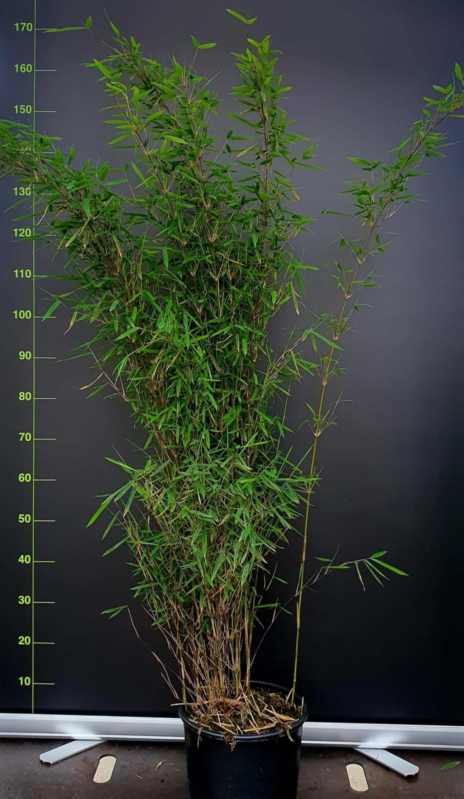 Fargesia jiuzhaigou 1 – 10L – 150+ cm