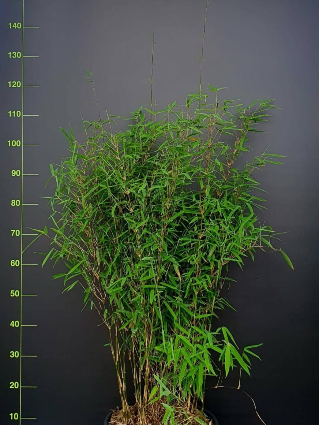 Fargesia jiuzhaigou 1 – 15L – 125+ cm