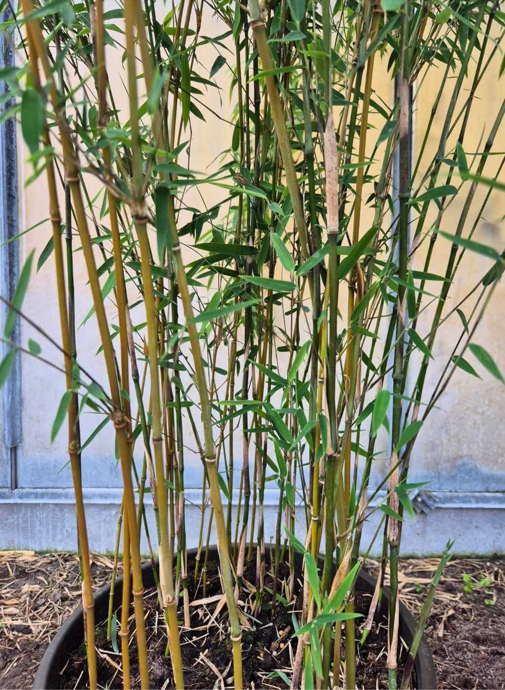 Fargesia jiuzhaigou 1 – 15L – 125+ cm