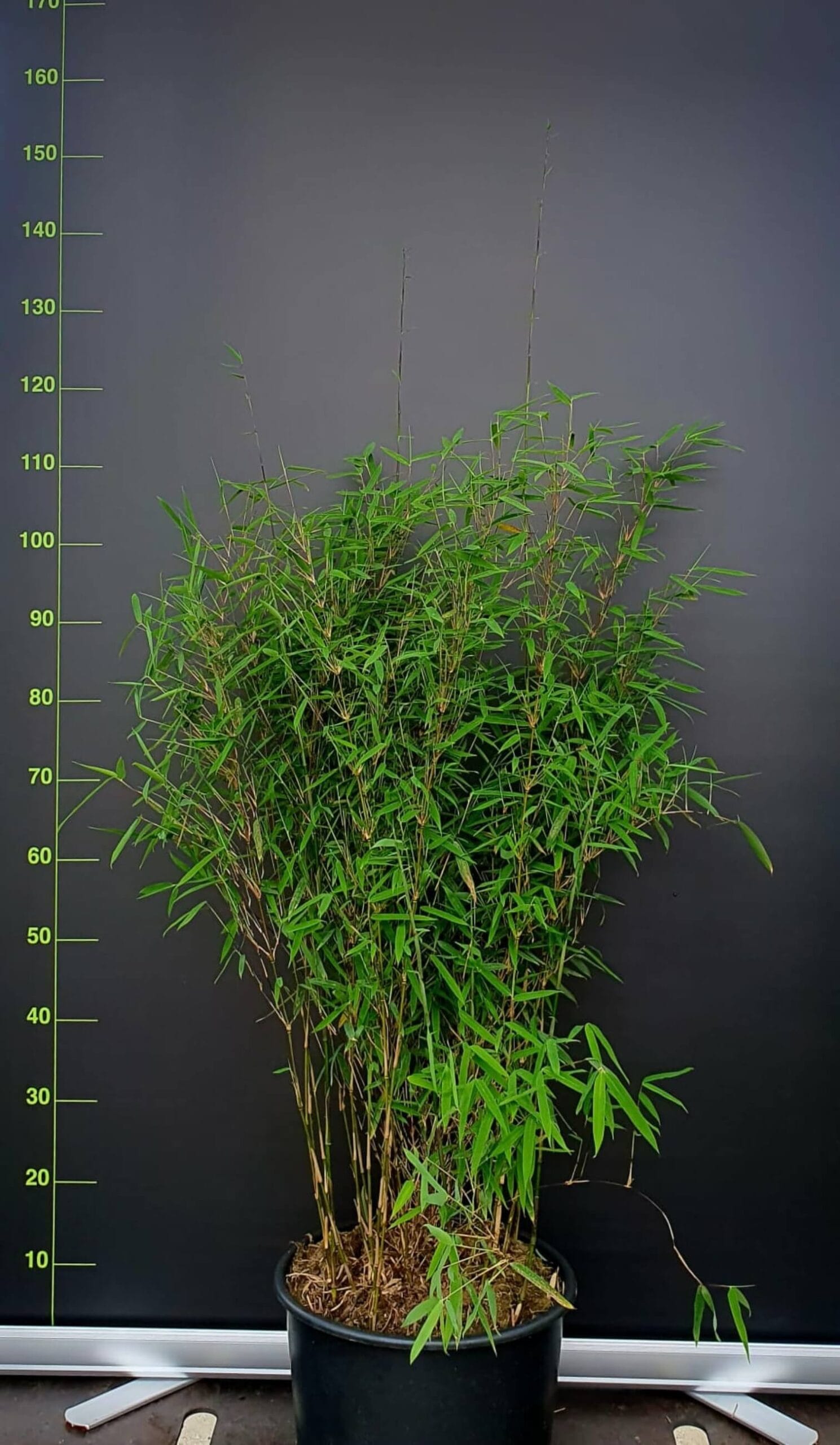 Fargesia jiuzhaigou 1 – 15L – 125+ cm